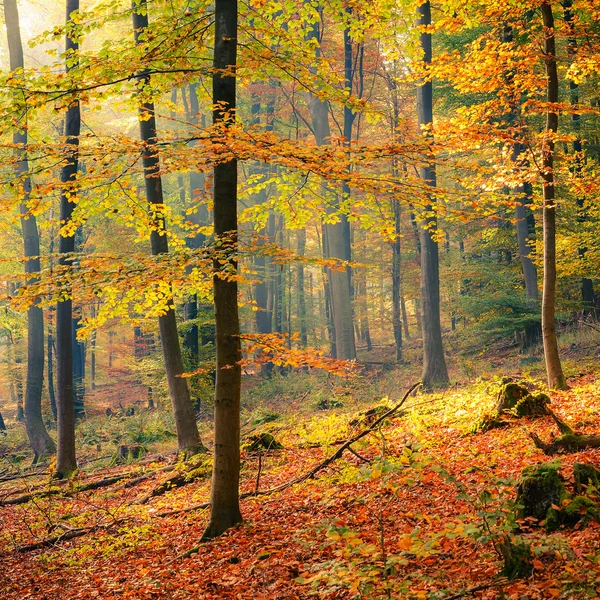 Slunečné podzimní Les — Stock fotografie