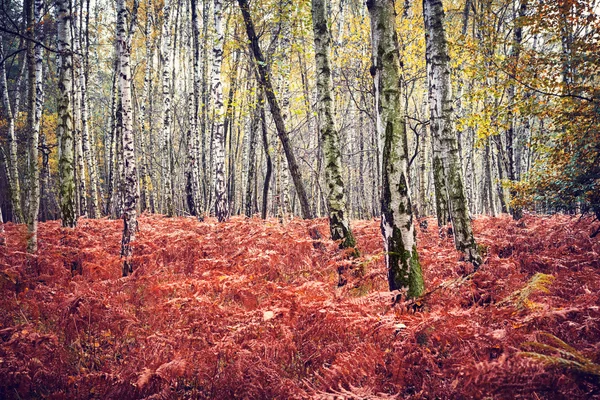 Höst skog — Stockfoto