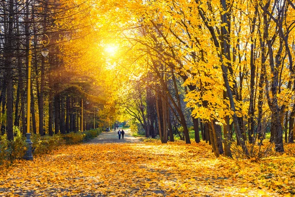 Słoneczny park jesień — Zdjęcie stockowe