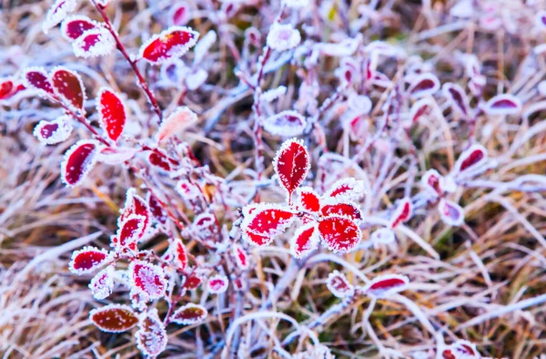 Nahaufnahme Der Berberberroten Blätter Mit Morgenfrost Bedeckt — Stockfoto