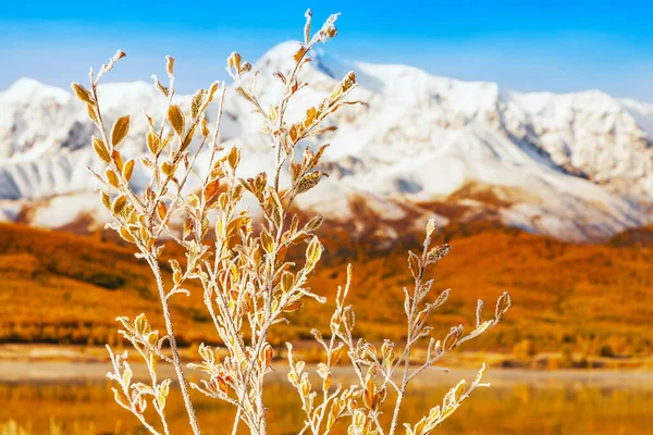 Frost Covered Bush Branches Late Autumn Mountains Snow Capped Mountains — Stock Photo, Image