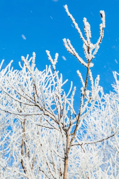 Fagyott téli fa겨울 나무를 서리로 덥 었 다 — 스톡 사진