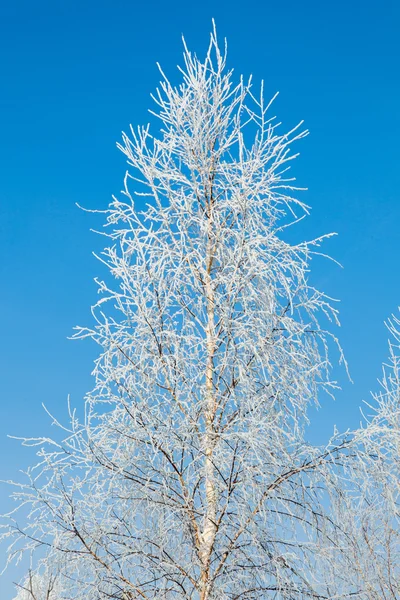 Árbol de invierno esmerilado —  Fotos de Stock