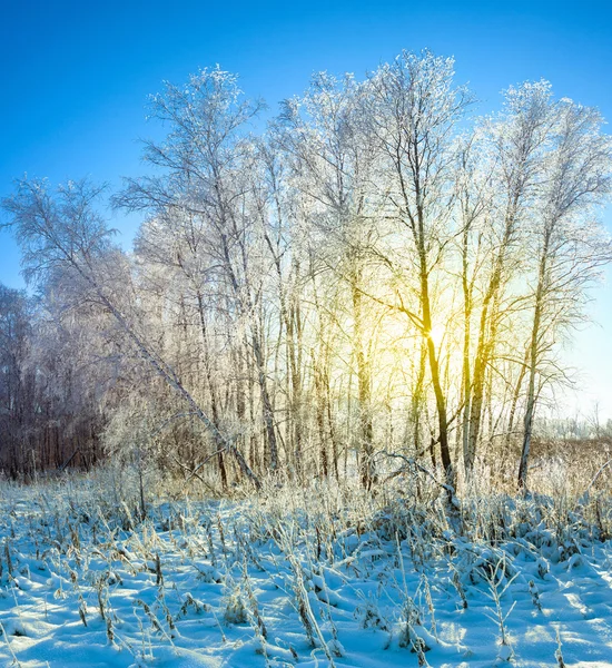 Ανατολή του ηλίου στο δάσος χειμώνα χιόνι — Φωτογραφία Αρχείου