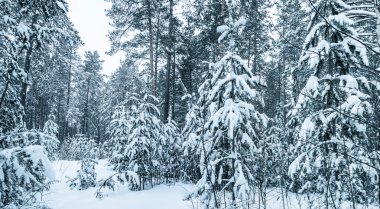 Kışın ormandaki ağaçlar