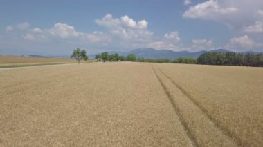 Güneşli bir günde kırsal kesimde buğday tarlası
