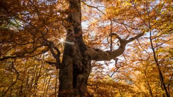 Árbol de bosque de otoño soleado — Vídeo de stock