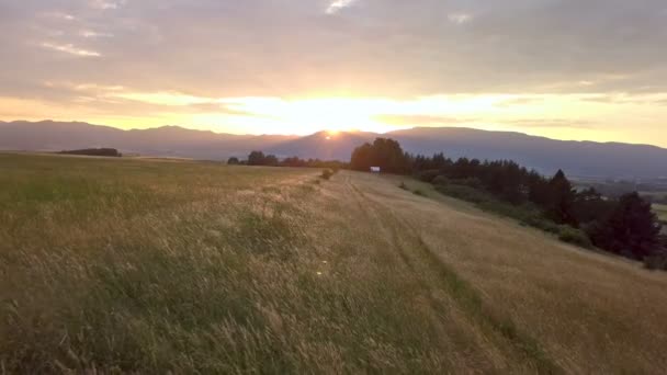 Zachód słońca nad złotym krajobrazem łąki — Wideo stockowe