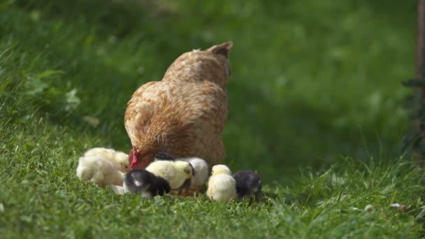 Mère poule et les petits poussins se nourrissent sur la ferme bio verte — Video