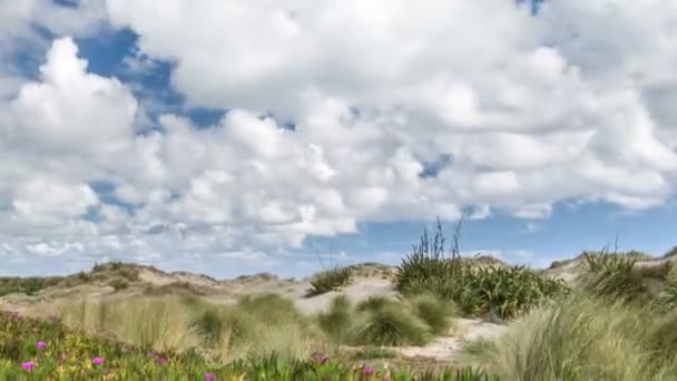 Panoramatický časový odstup rychlých mraků nad zelenou květinovou krajinou — Stock video