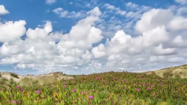 Día soleado con nubes que se mueven rápidamente sobre flores en la costa verde de Nueva Zelanda — Vídeos de Stock