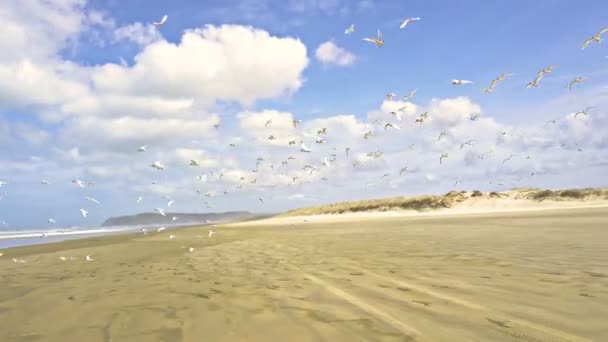 Sirályok madárraja repül Új-Zéland óceánpartja felett — Stock videók