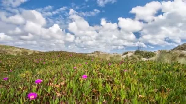 Bílé mraky pohybující se přes krásné květiny v zelené krajině — Stock video