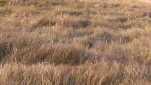 Vague d'herbe sèche dans le vent en soirée ensoleillée — Video