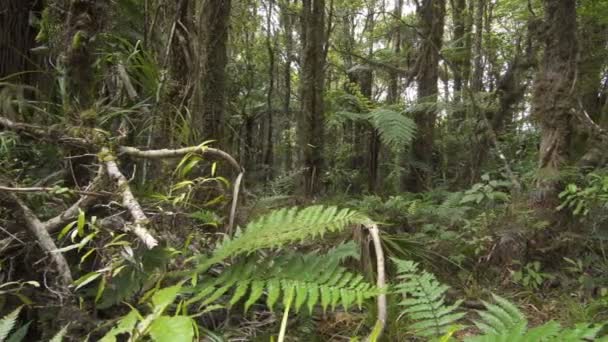 Homens caminhando na floresta verde madeira silvestre — Vídeo de Stock