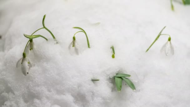 Snelle smeltende sneeuw en sneeuwdruppel bloem bloeien in het voorjaar Time lapse — Stockvideo