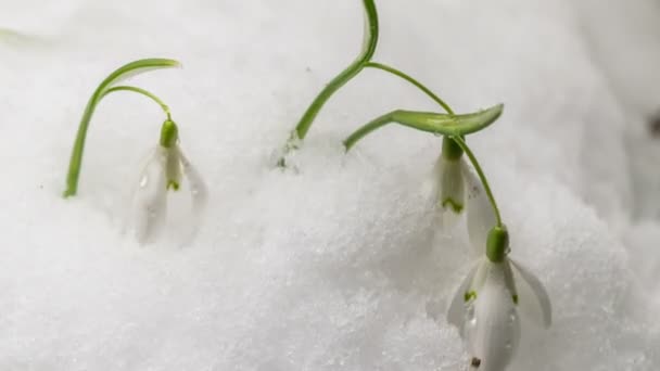 Detalle de la nieve se derrite y la flor de la gota de nieve florece en primavera Time lapse — Vídeo de stock