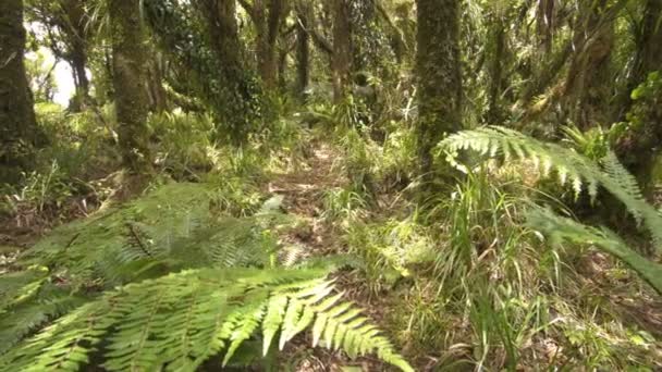 Krajobraz lasu leśnego — Wideo stockowe