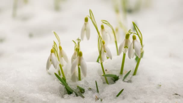 Scioglimento neve bucaneve fiore insanguinamento veloce in primavera Time lapse — Video Stock