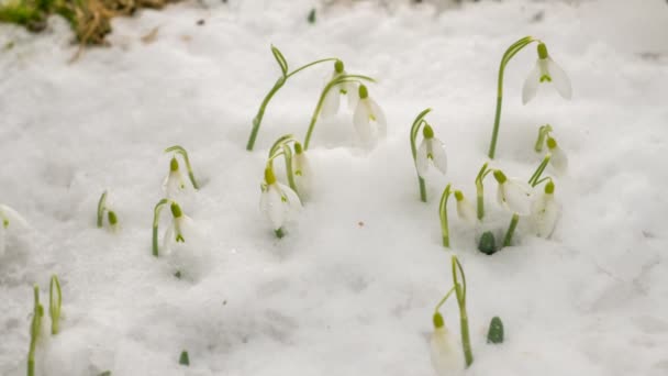 Lente tijd vervallen smeltende sneeuw en witte bloem bloeien snel — Stockvideo