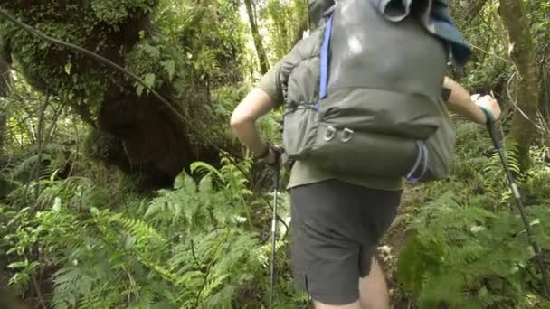 Turysta jest szlakiem turystycznym w pierwotnym lesie Nowej Zelandii — Wideo stockowe