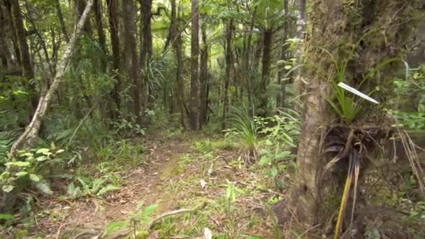 Zielony pierwotny las w Nowej Zelandii — Wideo stockowe