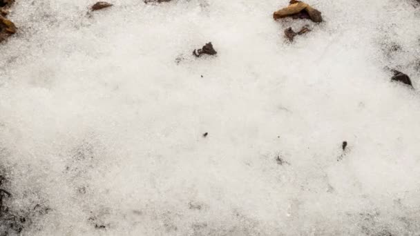 Sneeuw smelt op boombladeren in de lente tijd vervallen — Stockvideo