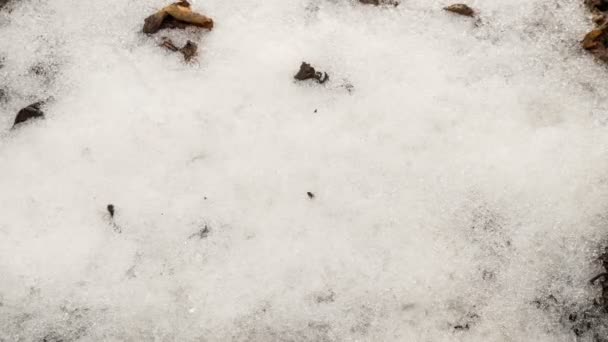 Snelle smeltende sneeuw in het voorjaar bostijd verval — Stockvideo