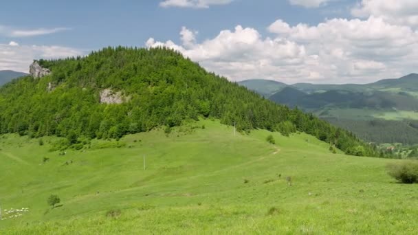 Ovejas moviéndose rápido y alimentando pastos verdes en las montañas de los Cárpatos prado en la naturaleza soleada de verano Time lapse — Vídeo de stock