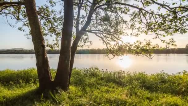 Мирный вечерний закат над зеленым деревом на травянистом берегу реки в солнечное лето — стоковое видео