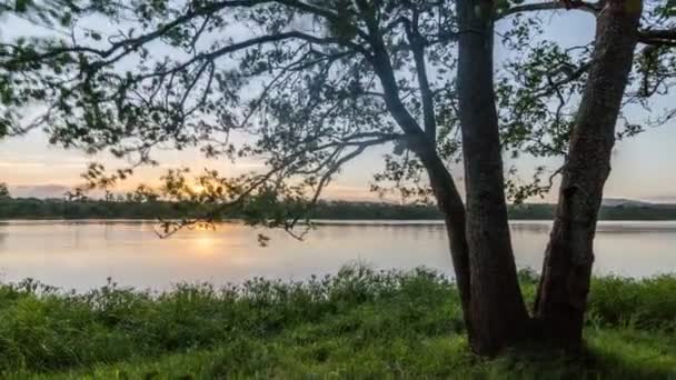 Manhã nascer do sol sobre a árvore verde na ribeira gramínea na natureza ensolarada verão Tempo lapso — Vídeo de Stock