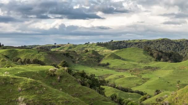 Free range farm with sheep and cow moving fast in green country in sunny day in New Zealand nature Time lapse — Stock Video