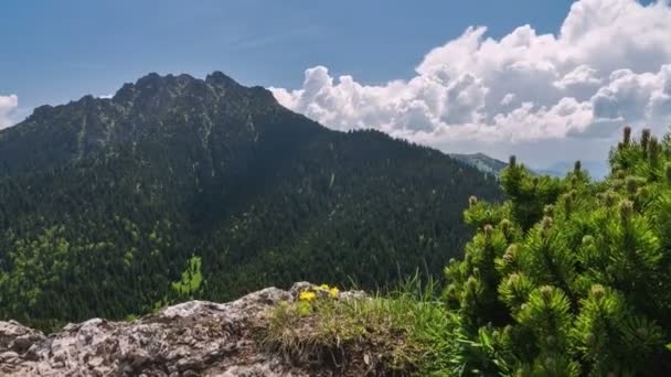 Dolly atirado sobre rocha e pinho de montanha verde no verão ensolarado com nuvens brancas acumulação sobre montanhas pico e céu azul lapso de tempo — Vídeo de Stock