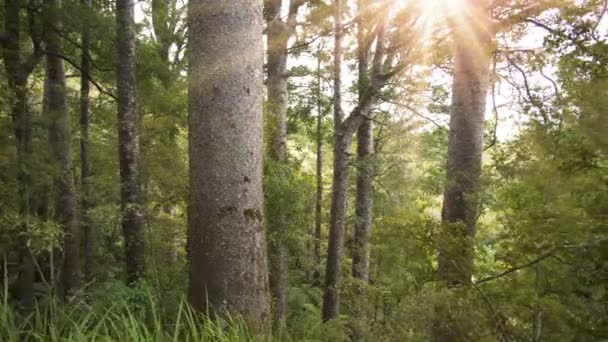 Сонце сяє в зеленому первісному лісі з деревом каорі в сонячному літньому природному парку — стокове відео