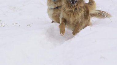 İki neşeli melez köpek kış doğasında neşeyle derin karda koşuşturuyor. Neşeli evcil hayvanlar soğuk doğa yürüyüşü sırasında özgürlük ve eğlencenin keyfini çıkarıyorlar. Enerji, mutluluk ve arkadaşlık dolu..