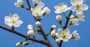 Güzel beyaz erik çiçekleri açık mavi gökyüzünün altındaki bir dalda yavaşça çiçek açıyor. Gelişmeyi, saflığı ve yeni başlangıçları sembolize eden narin çiçeklerin açılışını gösteren detaylı bir bahar atlaması