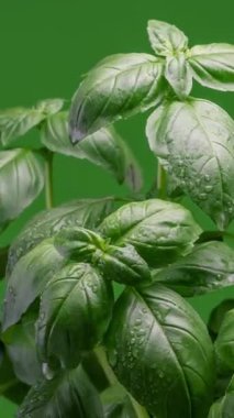 Sabah bahçesinde çiğ damlalarıyla kaplanmış taze yeşil fesleğen bitkilerinin dikey zaman geçişi. Canlı, ferahlatıcı doğa sahnesi mutfak, bahçıvanlık, organik gıdalar ve sağlıklı.