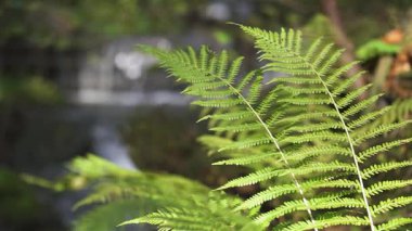 Canlı yeşil eğreltiotu yapraklarının detaylı bir yakın çekimi ve arka planda dağ deresinin aktığı sakin bir orman. Sakin ve ferahlatıcı doğa sahnesi. Taze yeşillik ve huzurlu bir ortam..