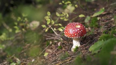 Orman zemininde yosun ve yaprakların arasında yetişen kırmızı sineklik mantarı Amanita muscaria 'nın yakın çekimi. İkonik zehirli mantar sonbahar orman doğasını sembolize ediyor..