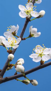 Dikey bahar dönemi, parlak mavi bir gökyüzünün altındaki bir ağaç dalında açan beyaz çiçekleri gösteriyor. Huzurlu doğa sahnesi bahar büyümesinin güzelliğini ve mevsimsel uyanışı yakalıyor..