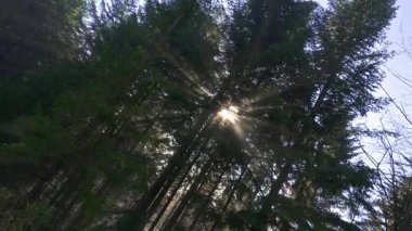 Huzurlu bir sabah boyunca sisli bir ormanın içinden süzülen güzel altın güneş ışığı ve güneş ışınları. Ormanda gün ışığının sihrini vurgulayan sakin doğa sahnesi.