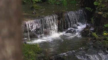 Sakin bir orman akıntısında küçük bir şelale şelalesinin yavaş hareketi. Huzurlu doğa sahnesi yumuşak su akışını ve sakin orman atmosferini yakalıyor..