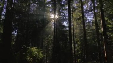 Altın sabah güneşi ve yeşil orman doğasını aydınlatan güneş ışınlarıyla sakin bir orman. Kamera ağaçlar arasında yavaşça hareket ediyor. Huzurlu bir doğal ortam yaratıyor..