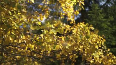 Sarı kavak yaprakları hafif bir esinti rüzgarında yavaşça hareket eder. Ilık sonbahar tonları sakin bir mevsimlik doğa arka planı oluşturur.