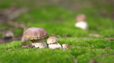 Yosun tutmuş orman zemininde büyüyen ladin mantarlarının yakın çekimi. Kamera odak noktasını ön plandan arka plana kaydırıyor, barışçıl doğal ortamı yakalıyor..