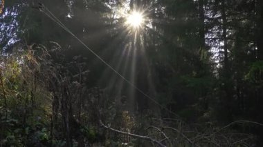 Karanlık, sisli bir ormanın içinden doğan güneş ışığının çarpıcı bir görüntüsü. Yumuşak sis ve parlayan ışık gizemli bir doğal arka plan oluşturur..