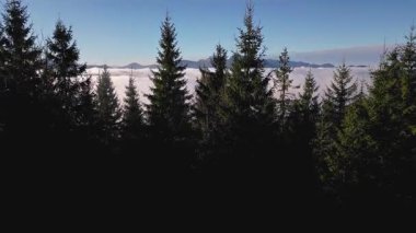 Orman ağaçlarının üzerinden uçarak sisli bir sonbahar manzarasına dönüşen çarpıcı bir hava gösterisi. Vadi ve dağların üzerinde sis sürükleniyor, ılık gün ışığıyla yıkanmış, gizemli doğanın barışçıl güzelliğini yakalıyor. 
