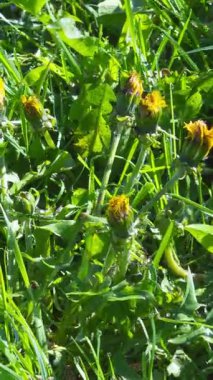 Taze bir sabah boyunca yeşil bir çayırda hızla açan sarı karahindiba çiçeklerinin dikey zaman atlaması. Doğal büyüme ve çiçek açma süreci bahar enerjisini ve barışçıl doğa güzelliğini yakalıyor..