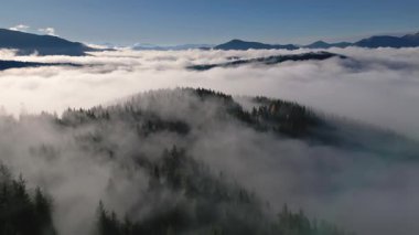 Sisli bir sonbahar sabahında sisli bir ormanın üzerinde uçan hava manzarası. Yumuşak sis ve bulutlar, berrak mavi gökyüzünün altında gizemli bir atmosfer yaratır, dingin doğal güzelliği yakalar..