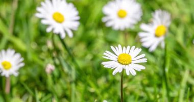 Gün batımından önce yeşil bir çayırda beyaz papatya çiçekleri yavaşça yapraklarını kapatıyorlar. Huzurlu bir bahar akşamı sahnesi doğal bitki hareketlerini, çiçek detaylarını ve doğanın sakin ritmini gösteriyor.